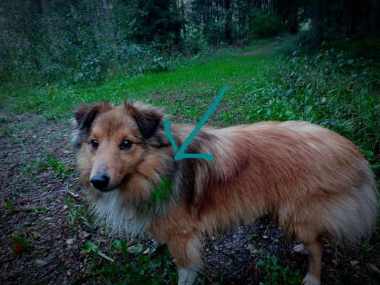 Beleuchtung im Herbst?-Beitrag-Bild