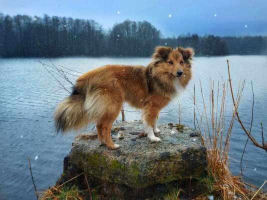 Dogorama Photo Challenge - Tierischer Urlaub-Beitrag-Bild