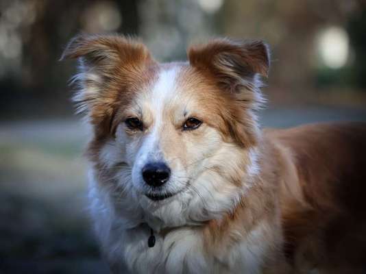 Mischlinge raten - Rätselspaß-Beitrag-Bild