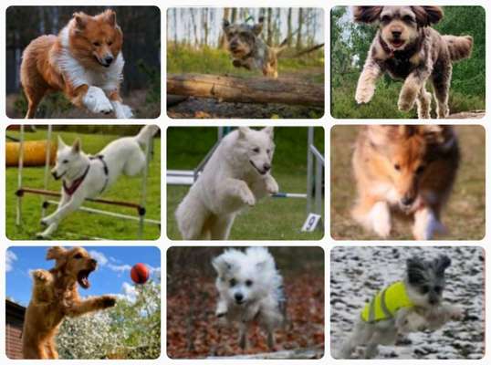 17. Collage Challenge / Springende Fellnasen-Beitrag-Bild