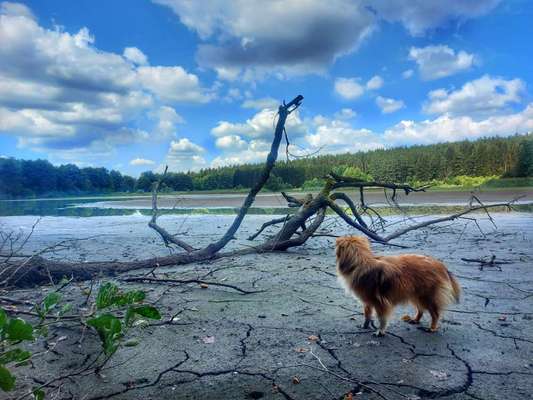 Hundehaltung und Klimawandel-Beitrag-Bild