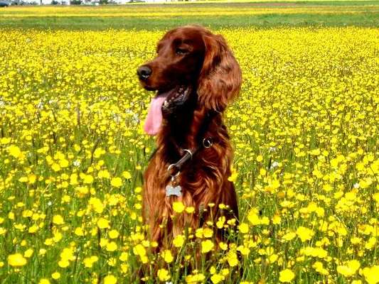 Irish Setter-Beitrag-Bild
