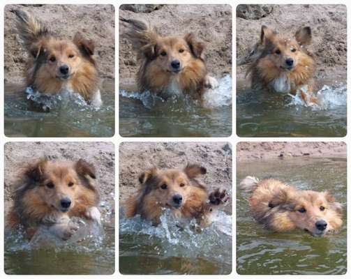 Hundeschwimmen-Beitrag-Bild