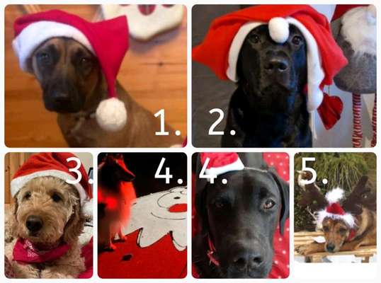 Dogorama Photo Challenge - Nikolaus-Beitrag-Bild