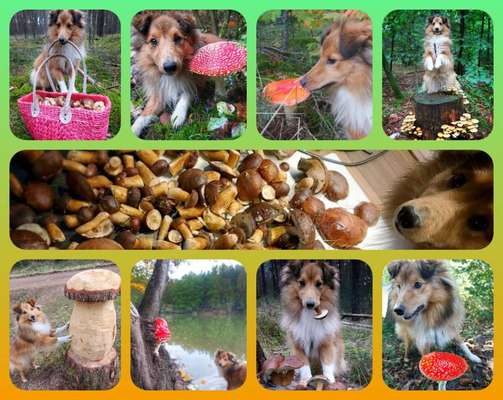 59. Foto-Collagen- Challenge: Pilze-Beitrag-Bild