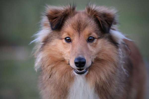 Dogorama Photo Challenge - Portrait-Beitrag-Bild