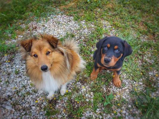 Dogorama Photo Challenge - Gegensätze-Beitrag-Bild