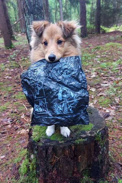 Hundekot wegräumen-Beitrag-Bild