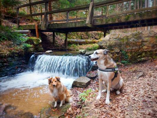 Hundeauslaufgebiet-Sieben Brücken Weg und Dünenweg am Bachlauf im Wald-Bild