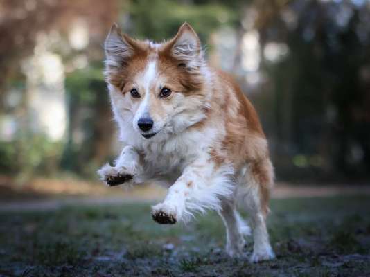 Mischlinge raten - Rätselspaß-Beitrag-Bild