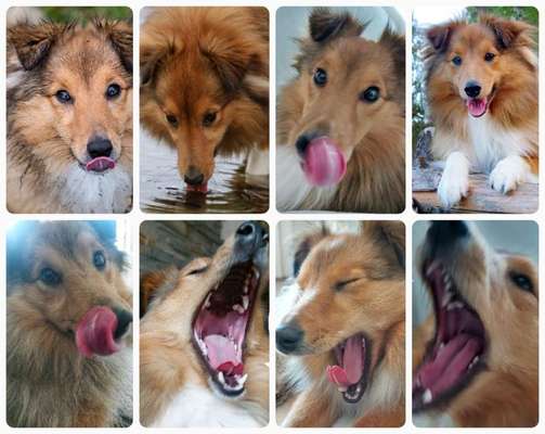 18. Collagen Challenge - Zunge raus!-Beitrag-Bild