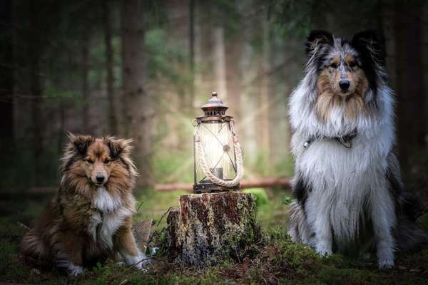 Dogorama Photo Challenge - Licht-Beitrag-Bild