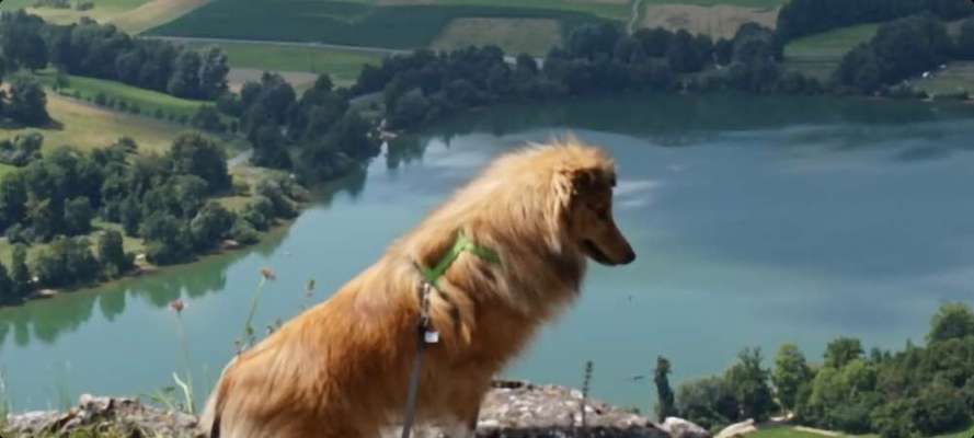 29. Collagen Challenge - Wandern mit Hund-Beitrag-Bild