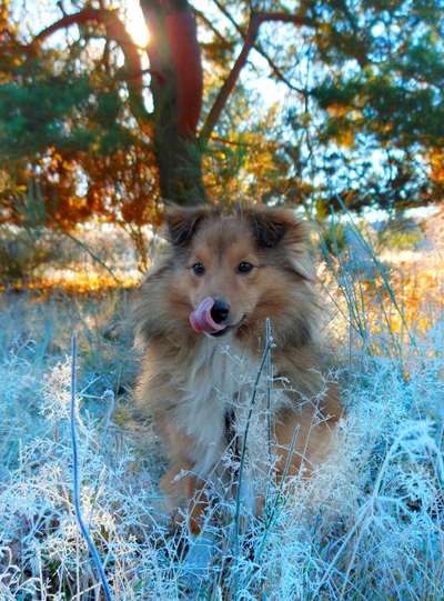 Fotochallenge Nr. 59 - Mein Hund zeigt die Zunge-Beitrag-Bild