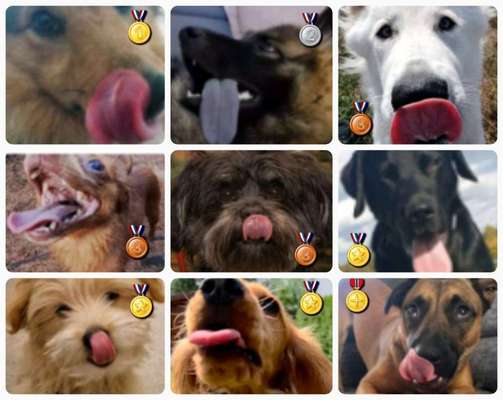 18. Collagen Challenge - Zunge raus!-Beitrag-Bild