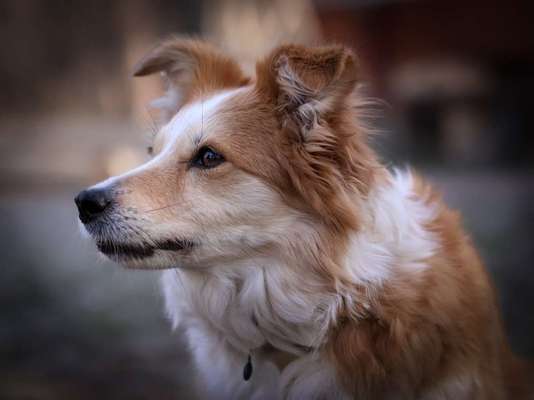 Mischlinge raten - Rätselspaß-Beitrag-Bild