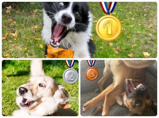 Dogorama Photo Challenge - Spielgesicht-Beitrag-Bild