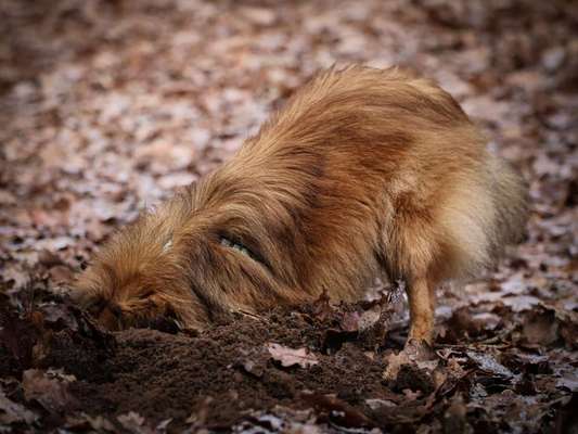 Shelties-Beitrag-Bild