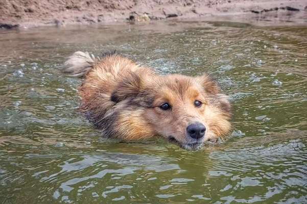 Gespräche zwischen Hund und Halter-Beitrag-Bild