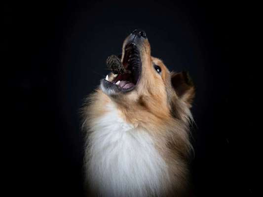 Dogorama Photo Challenge - Mäulchen auf-Beitrag-Bild