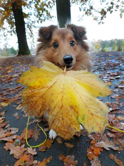 Kleine Hunde ganz Groß-Beitrag-Bild