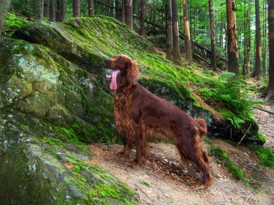 Irisch setter-Beitrag-Bild