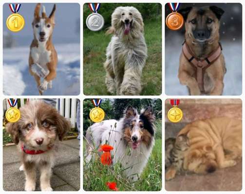 Fotochallenge - fremde Hunde-Beitrag-Bild