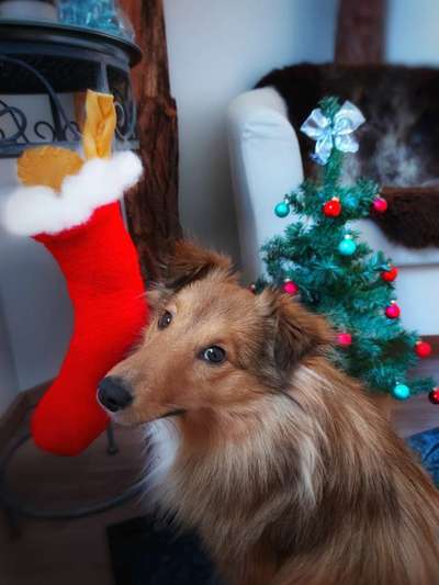 Fotochallenge 111: Endlich! Morgen kommt der Nikolaus..-Beitrag-Bild