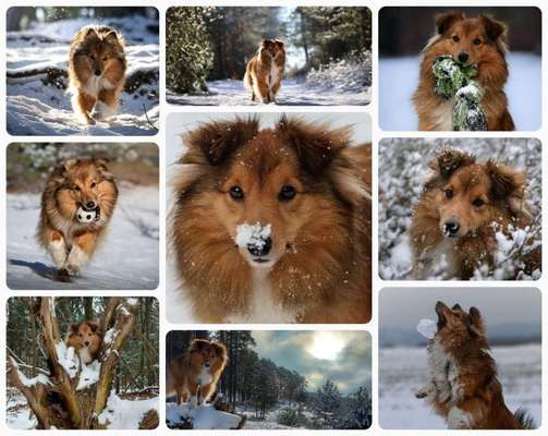 24. Collage-Challenge  *Hund im Schnee*-Beitrag-Bild