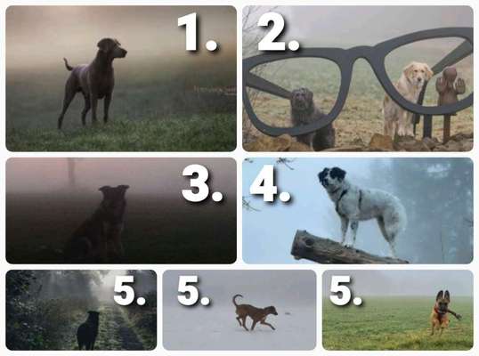 Dogorama Photo Challenge - Nebel-Beitrag-Bild