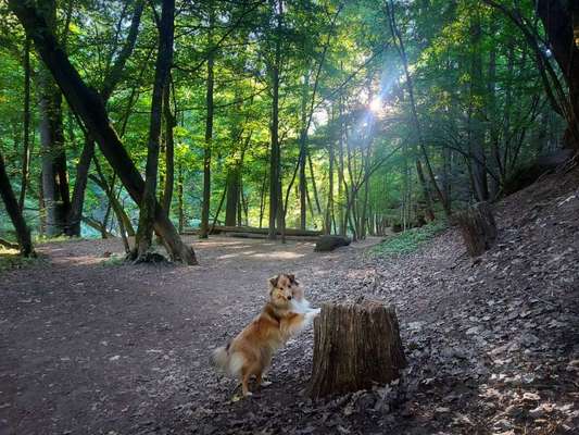 Die Lieblingsrunde eures Vierbeiners-Beitrag-Bild