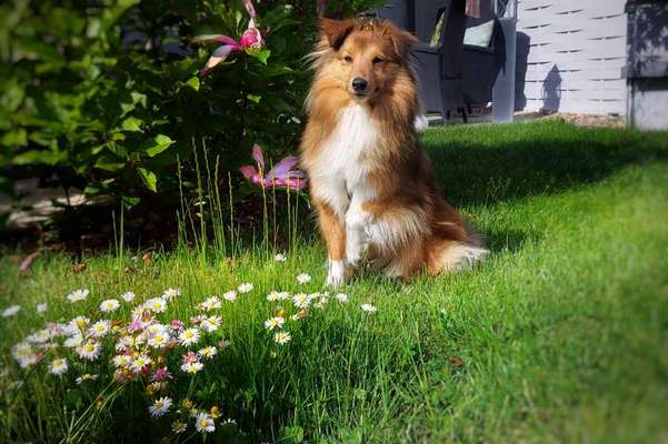 Hund im Garten - Eure Meinungen-Beitrag-Bild