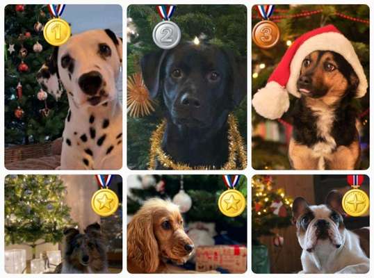 Dogorama Photo Challenge - Weihnachtsbaum-Beitrag-Bild