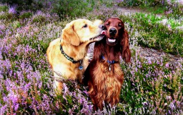 Fotochallenge 78

Es grünt und blüht-Beitrag-Bild