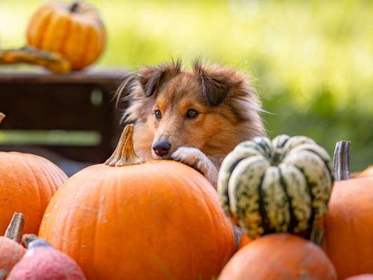 Dogorama Photo Challenge - Kürbis-Beitrag-Bild