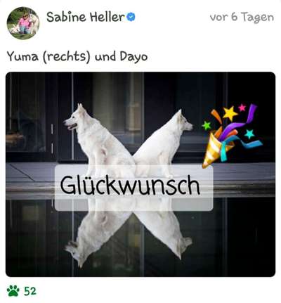 Dogorama Photo Challenge - Pfützen & Spiegelungen-Beitrag-Bild