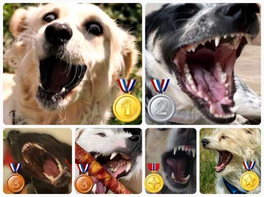 Dogorama Photo Challenge - Mäulchen auf-Beitrag-Bild