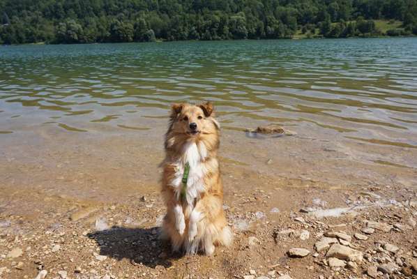 Dogorama Blog Challenge: Hundetricks-Beitrag-Bild