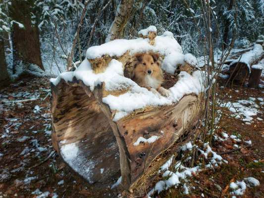 Schnee Foto-Beitrag-Bild