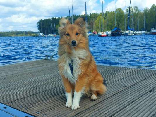 Dogorama-Monats-Challenge-Mai "Wasser"-Beitrag-Bild