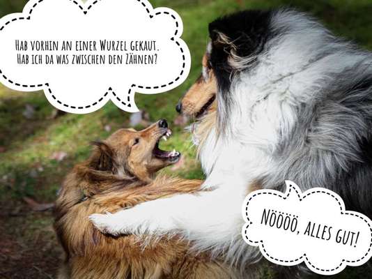 Hunde Memes-Beitrag-Bild