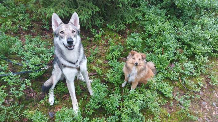 Unter welchen kriterien habt ihr euren Hund rausgesucht ?-Beitrag-Bild