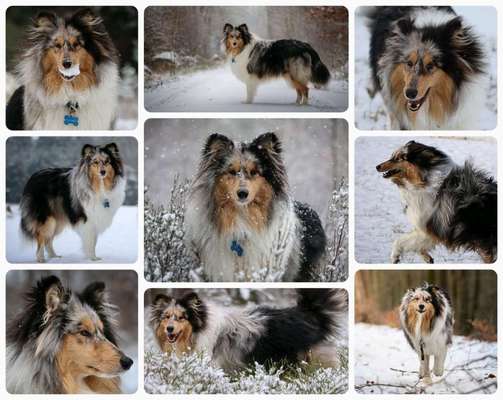 24. Collage-Challenge  *Hund im Schnee*-Beitrag-Bild