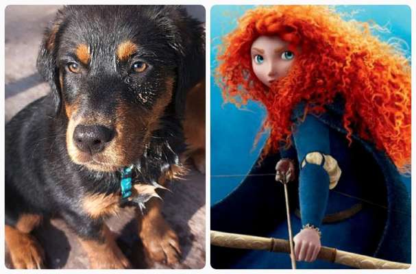 Wie heißt dein Hund?-Beitrag-Bild