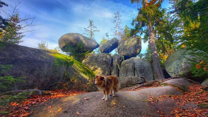 Ideensammlung, Urlaub mit Hund im Juli.-Beitrag-Bild