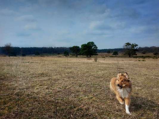 Hunde in Action-Beitrag-Bild