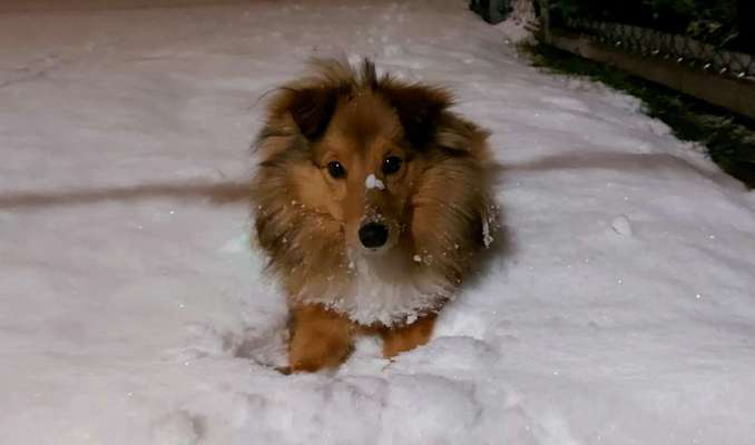 Fotochallenge 61 ~ Schnee-Beitrag-Bild