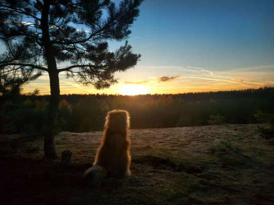 Die wunderschöne Welt mit Hund.-Beitrag-Bild