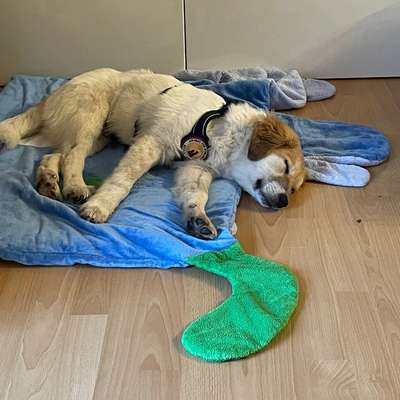 Hundetreffen-Loui sucht jemanden zum spielen-Bild