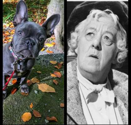 Wie heißt dein Hund?-Beitrag-Bild